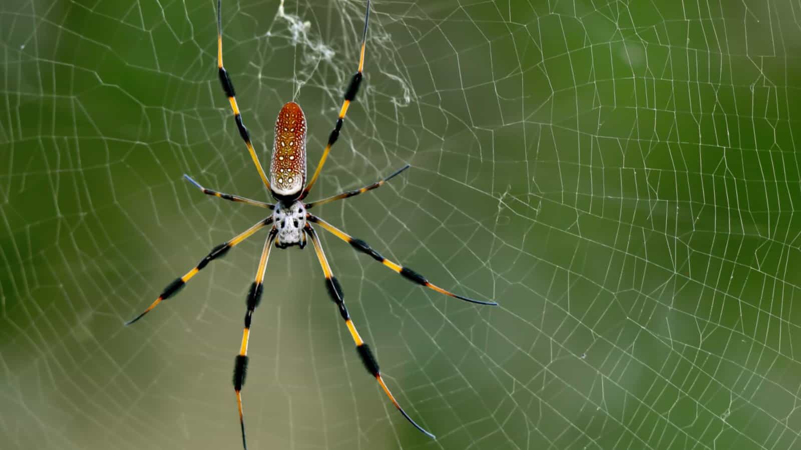 Banana-Spider
